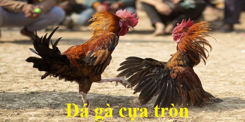 Giới thiệu thể loại đá gà cựa tròn cho kê thủ 